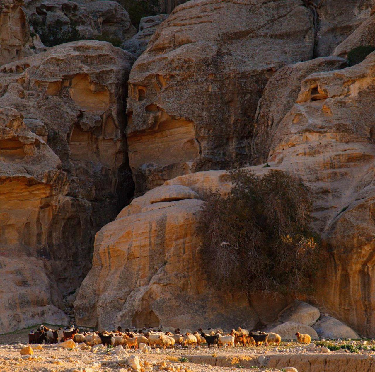 Hotel Wadi Rum Al-Omar Exterior foto